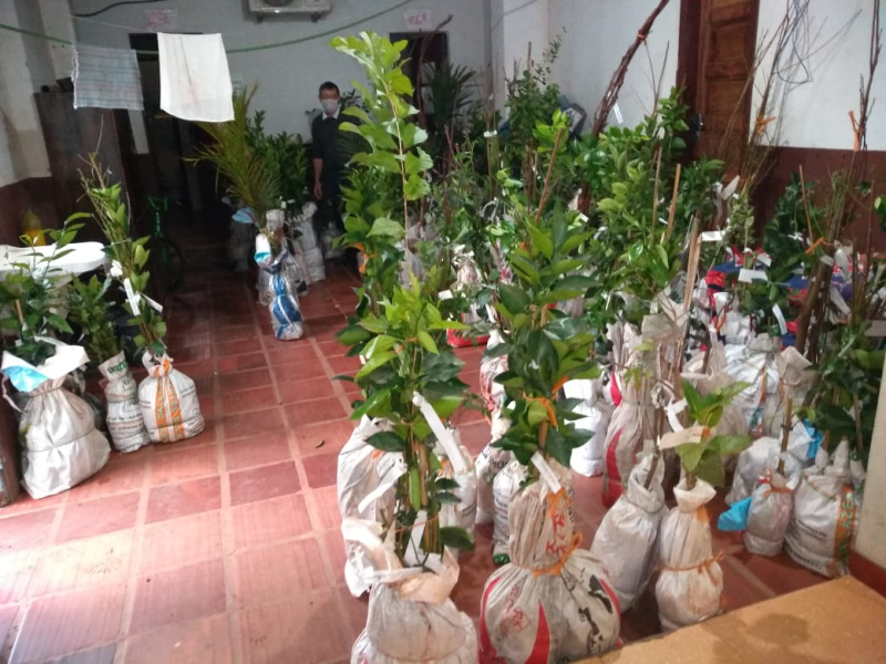 ENTREGA DE MUDAS DE ÁRVORES FRUTÍFERAS